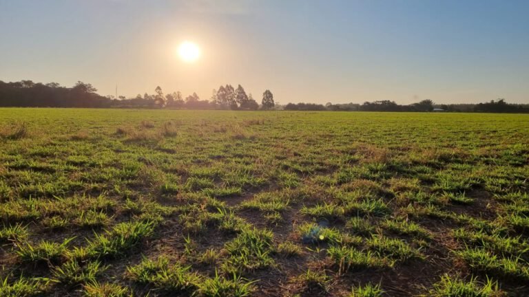 Wohnanlage-Nueva-Franconia-von-AlePar-SA-in-Campo9-Paraguay-die-nackte-Wiese